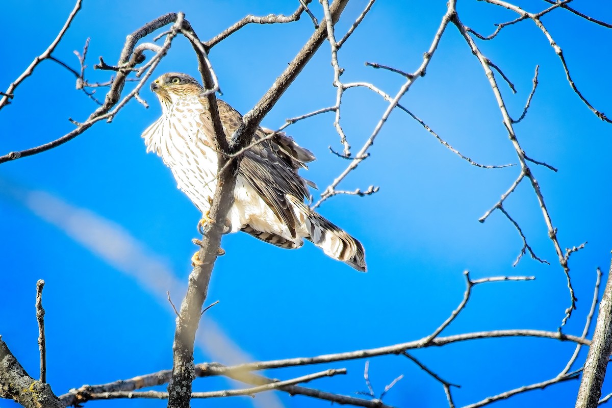 Cooper's Hawk - ML644666362
