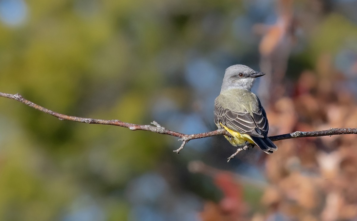 Batı Tiranı - ML644666365