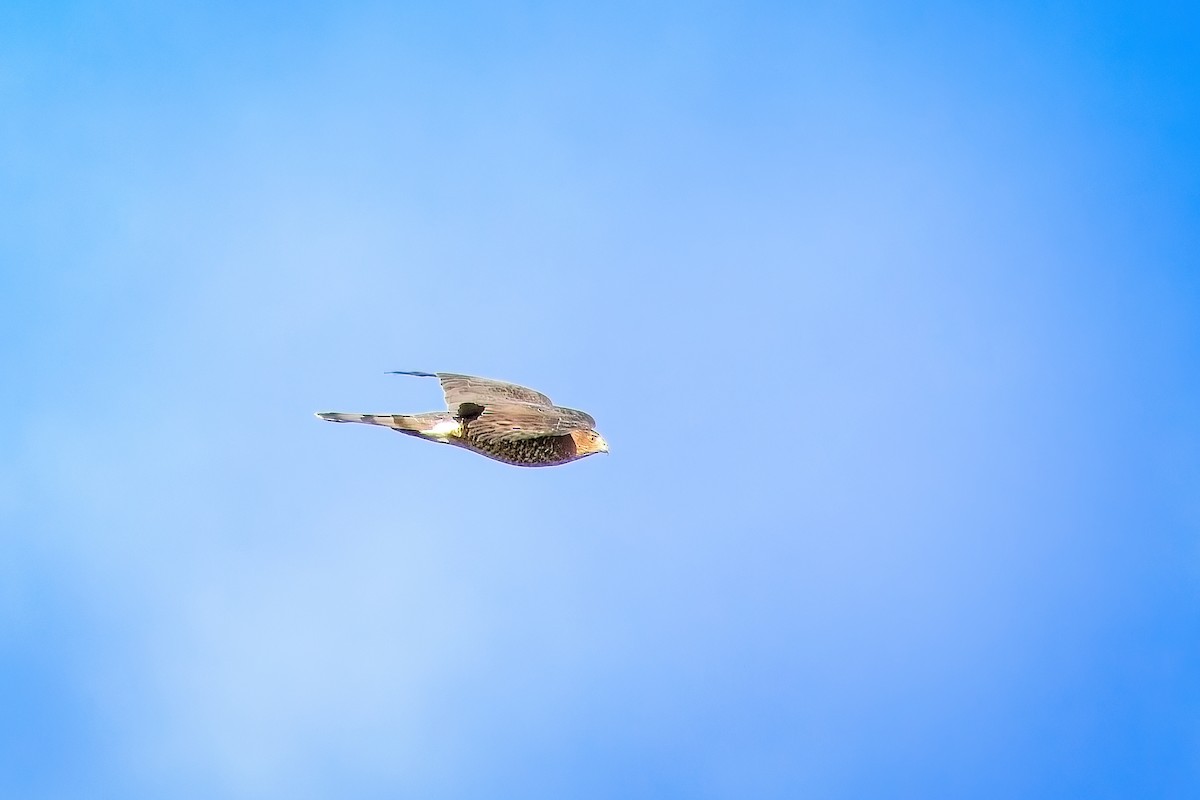 Cooper's Hawk - ML644666366