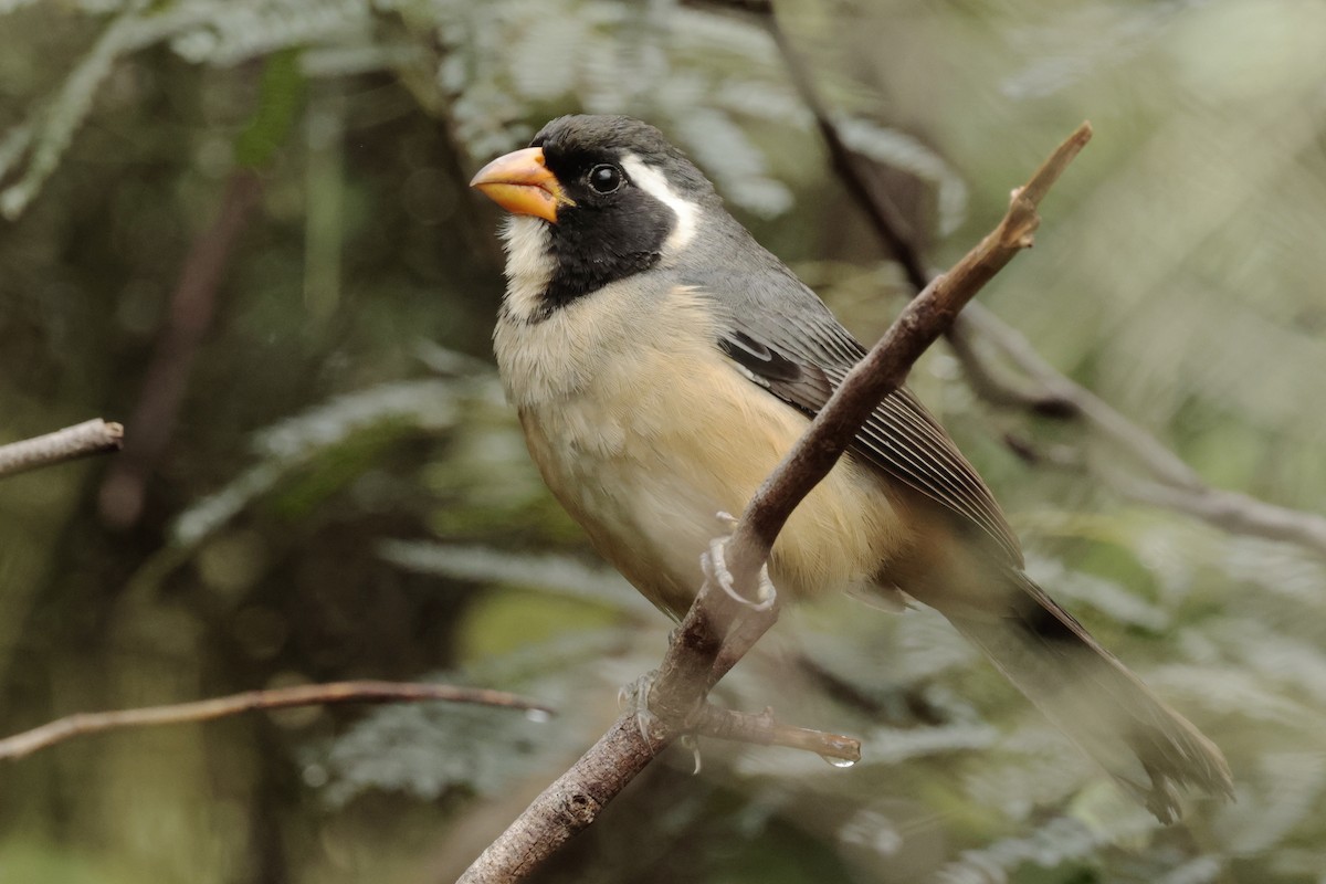 Golden-billed Saltator - ML644666367