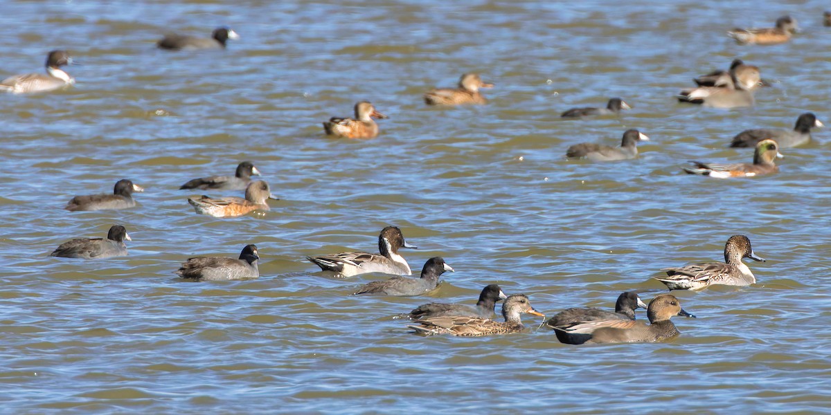 Northern Pintail - ML644666374