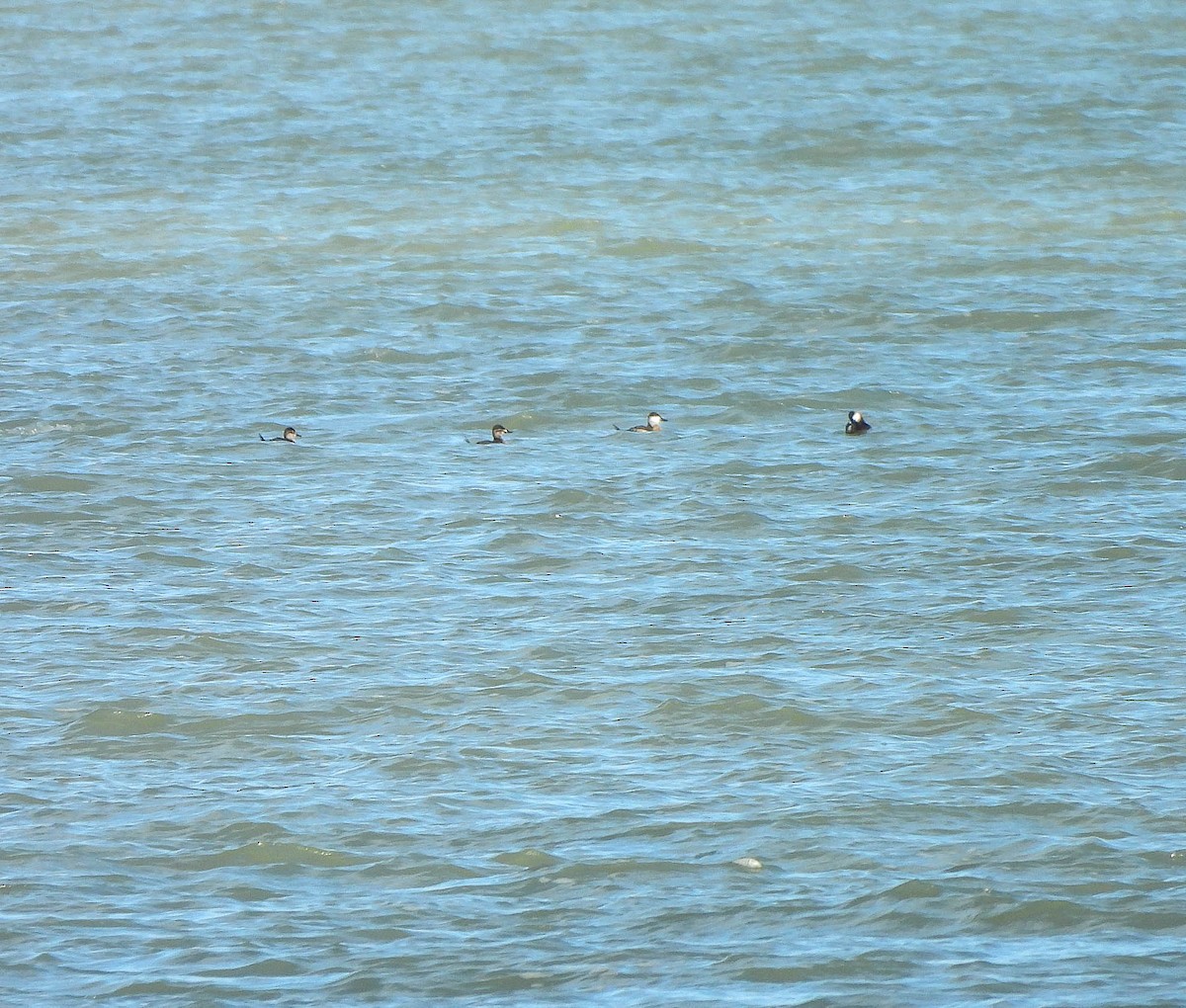 Савка американська - ML644666375