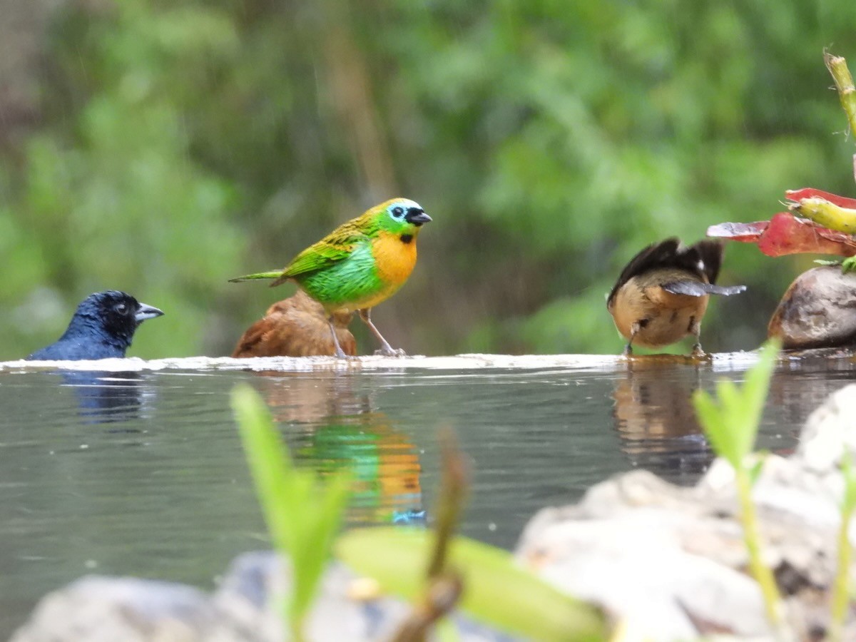 Brassy-breasted Tanager - ML644666376