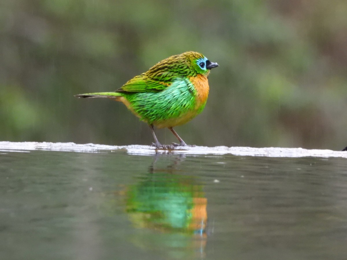 Brassy-breasted Tanager - ML644666377
