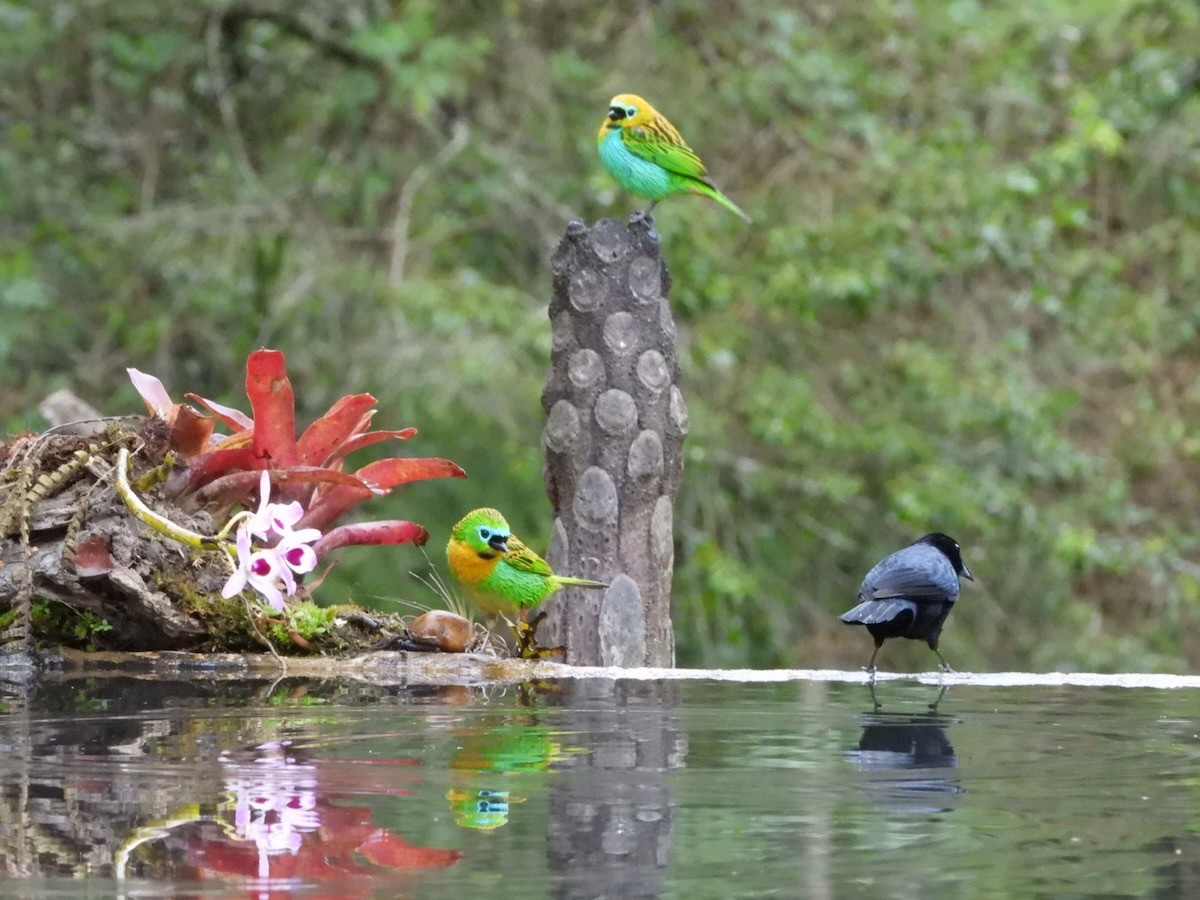 Brassy-breasted Tanager - ML644666378