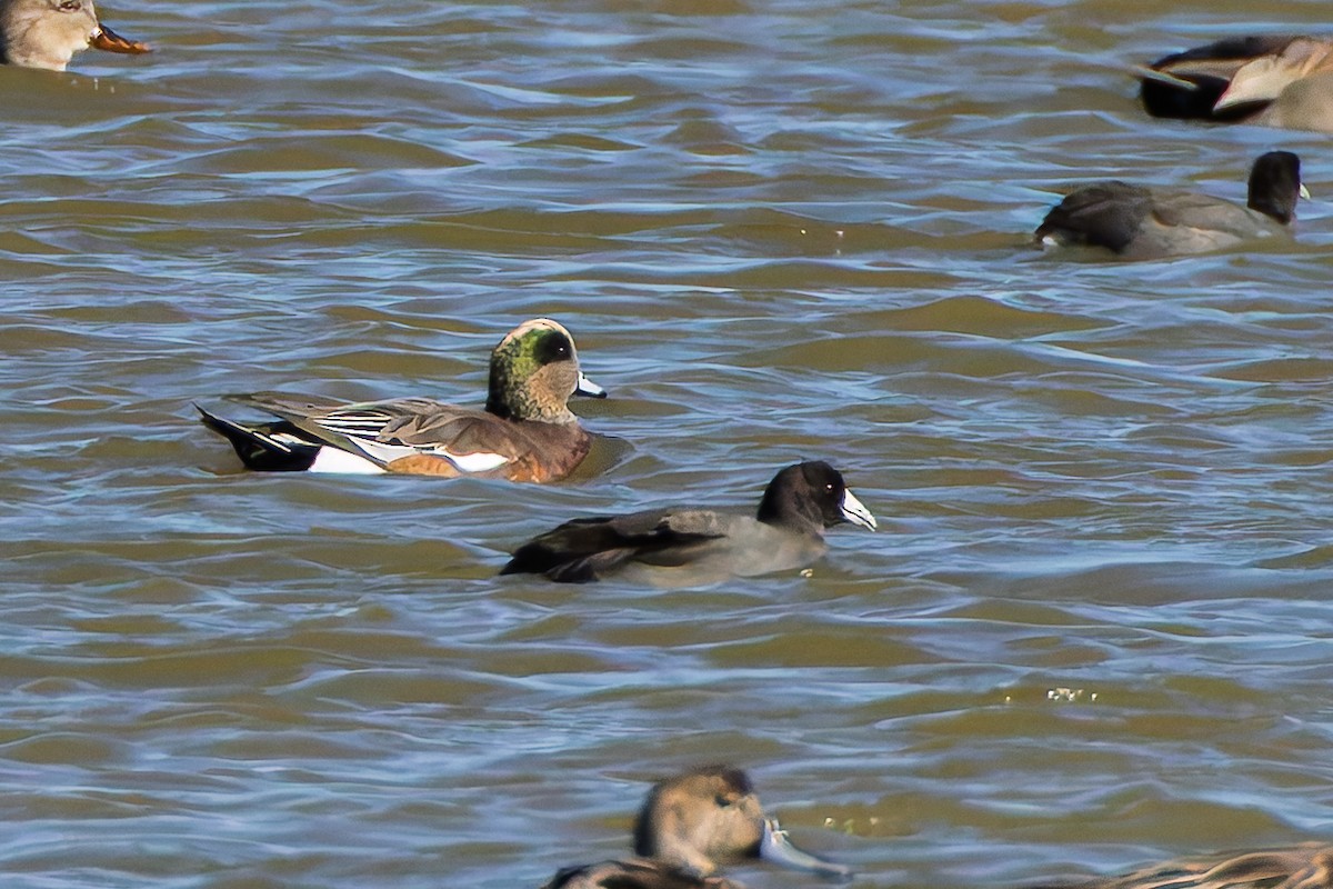 American Wigeon - ML644666380