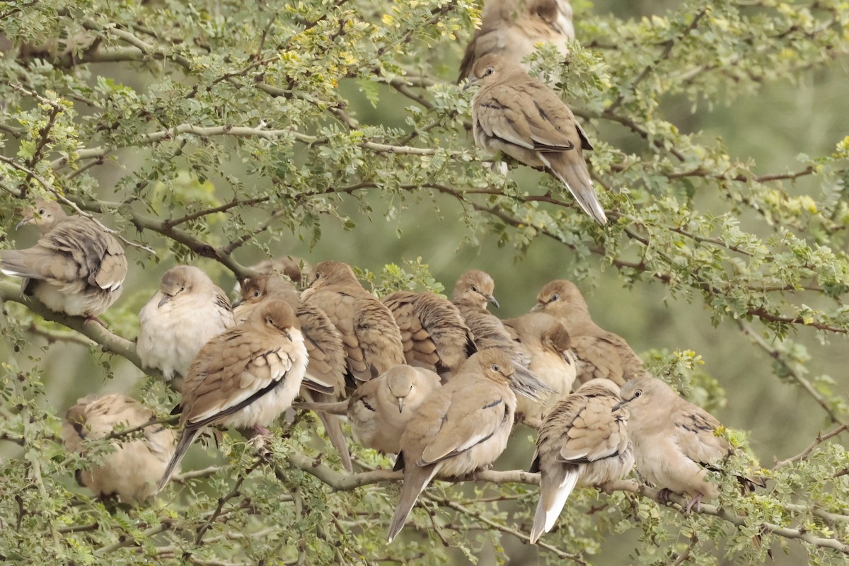 Picui Ground Dove - ML644666395