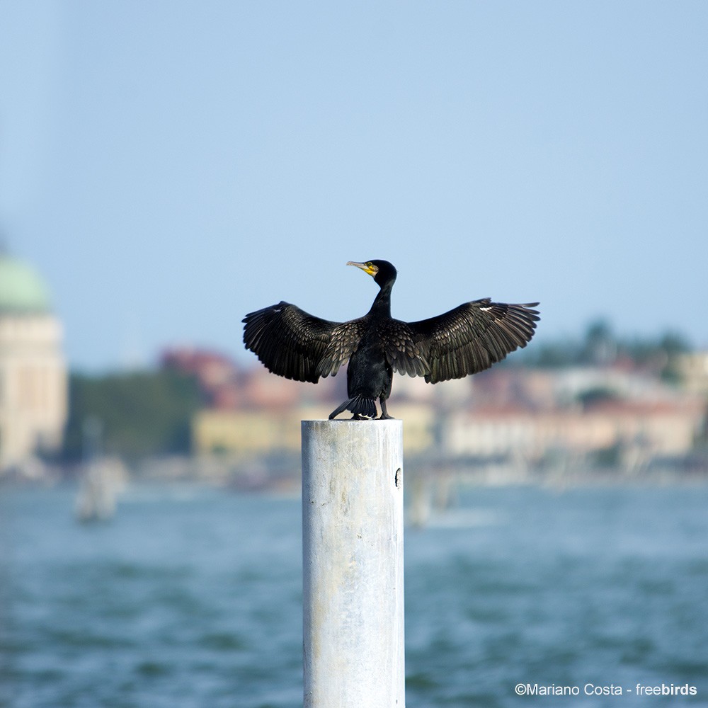 Great Cormorant - ML644666398