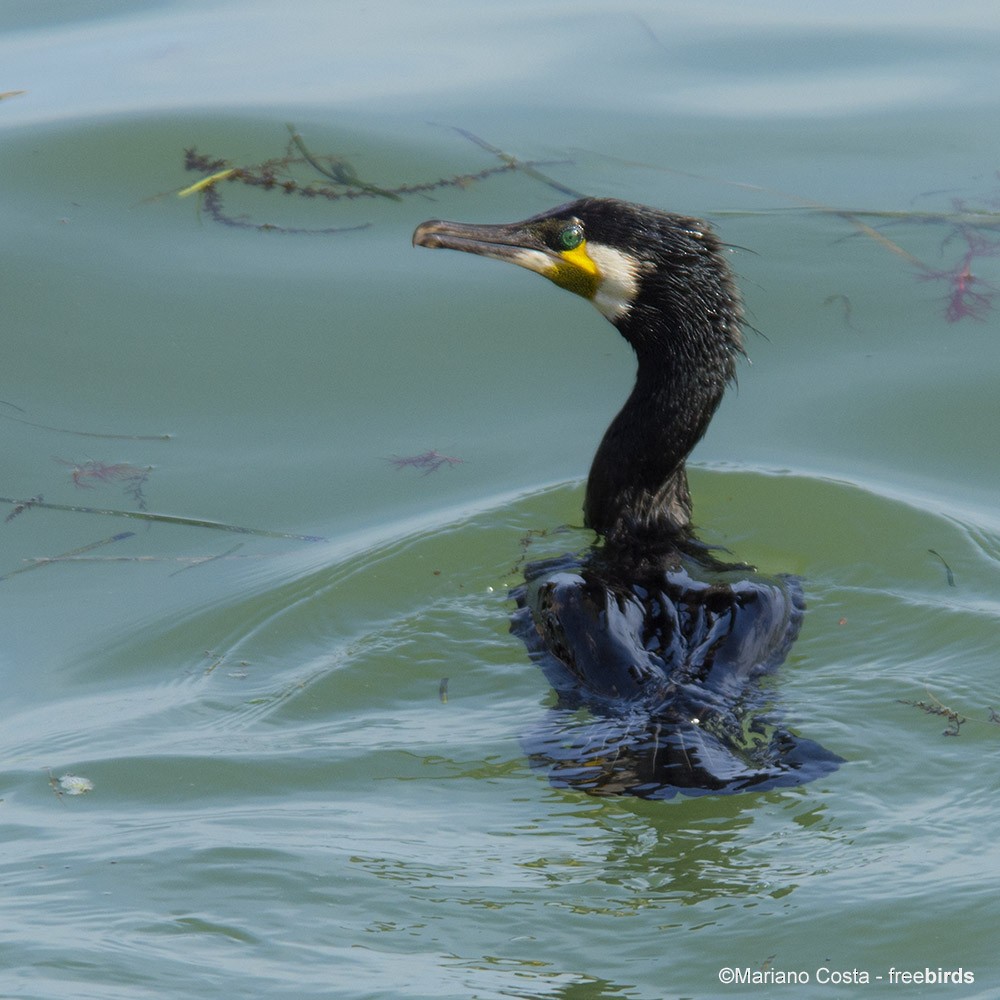 Great Cormorant - ML644666404