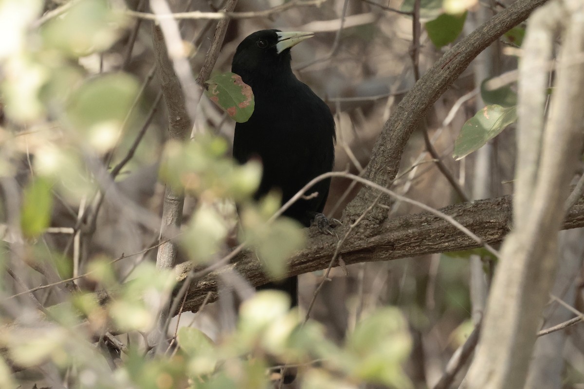 Solitary Black Cacique - ML644666405