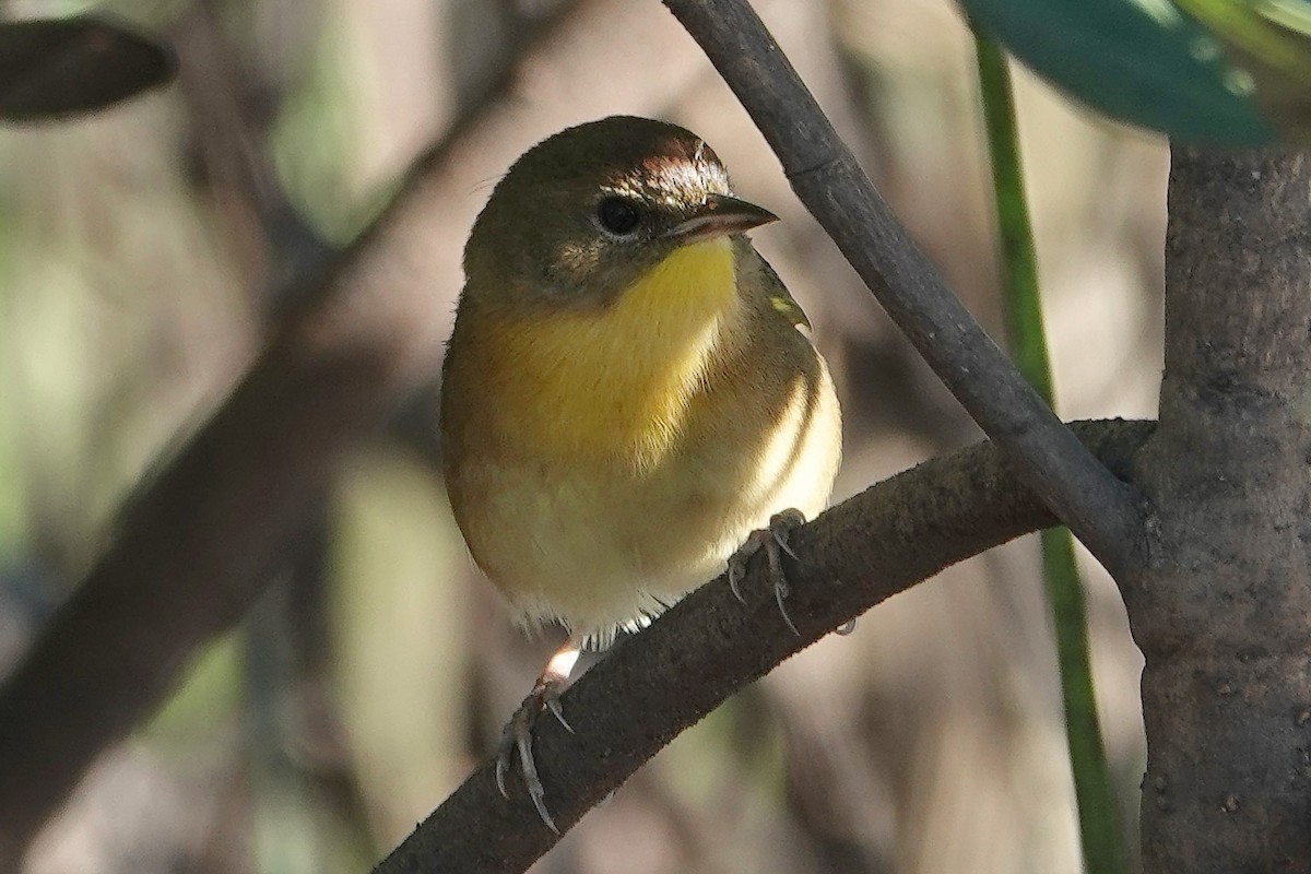 Common Yellowthroat - ML644666410