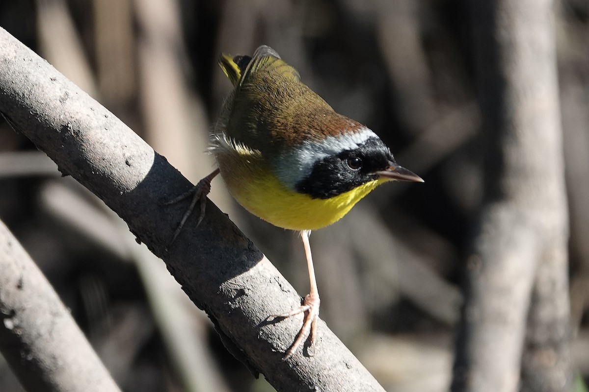 Common Yellowthroat - ML644666411