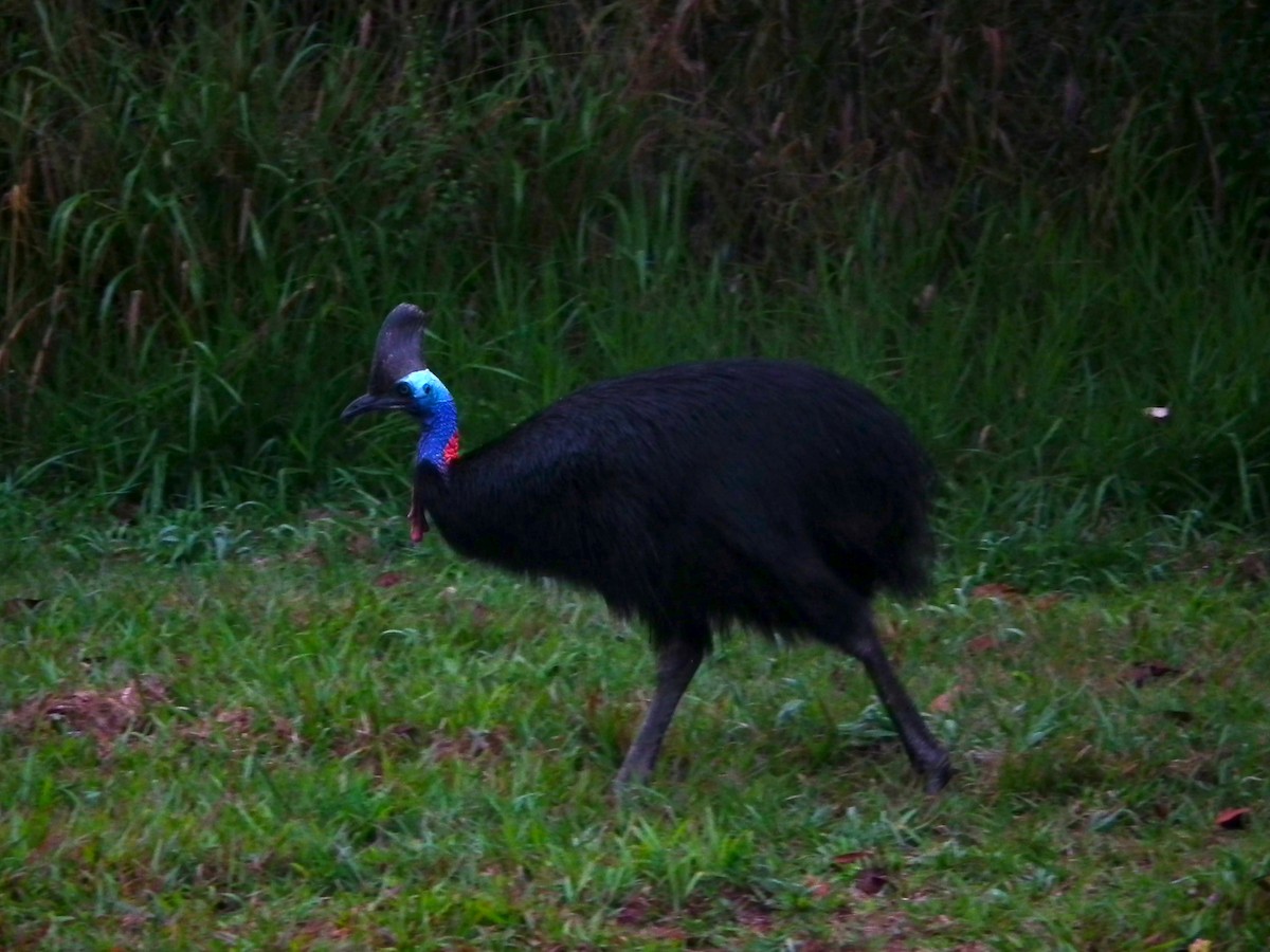 Southern Cassowary - ML644666430