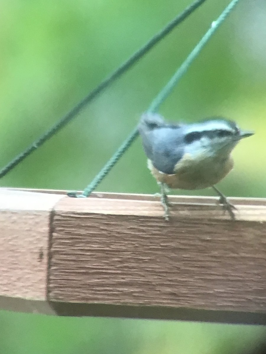 Red-breasted Nuthatch - ML644666432