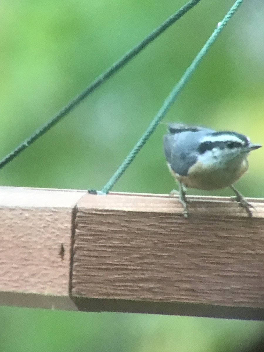 Red-breasted Nuthatch - ML644666433