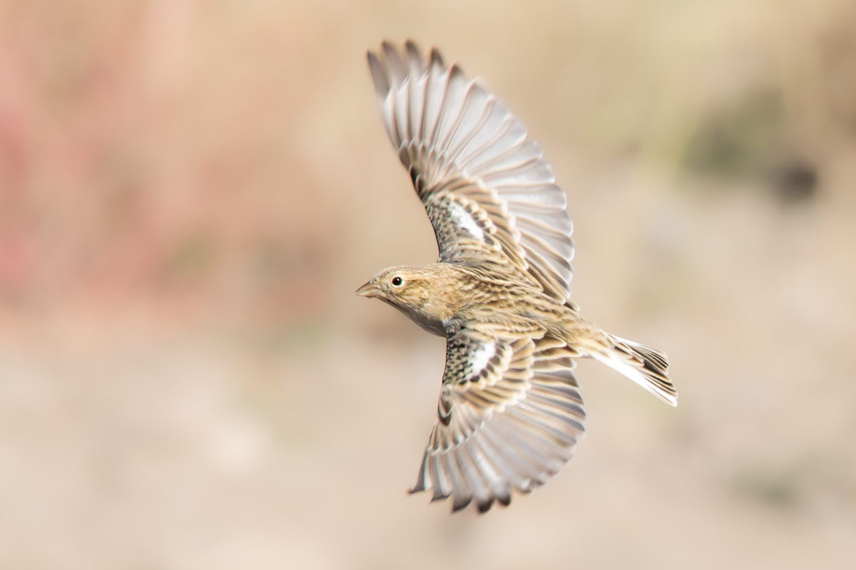 Kestane Boğazlı Çinte - ML644666435