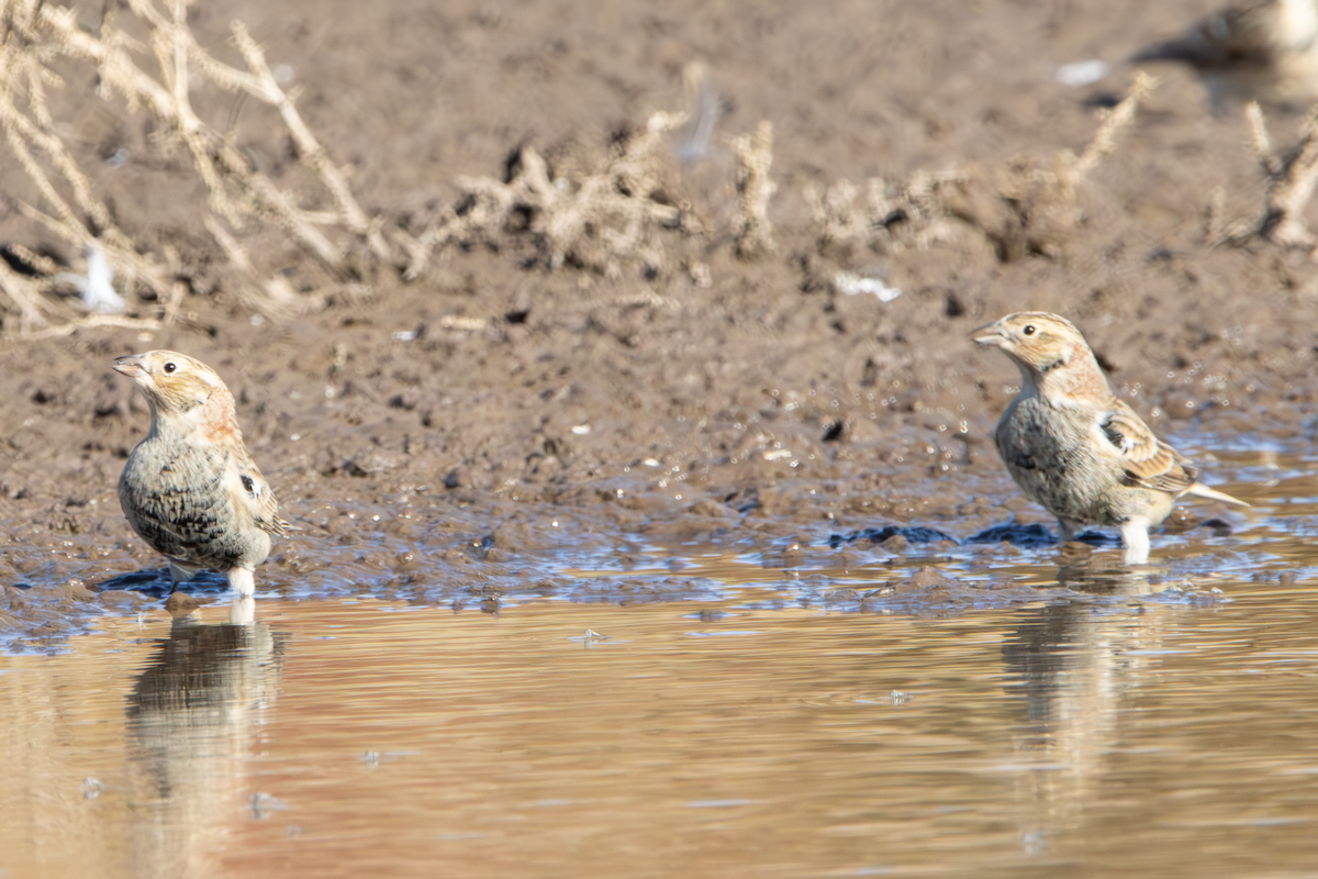 Kestane Boğazlı Çinte - ML644666436