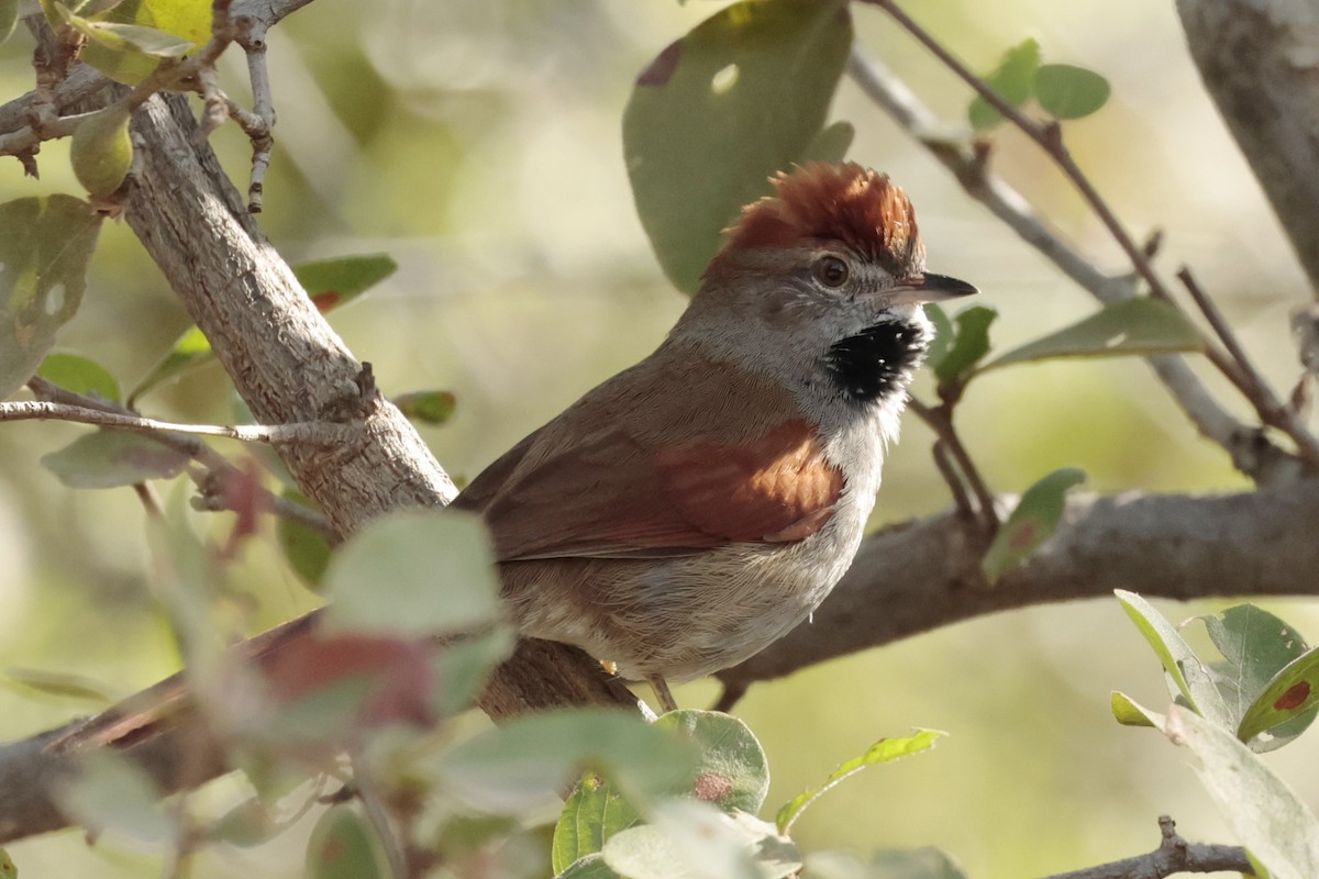 Sooty-fronted Spinetail - ML644666439