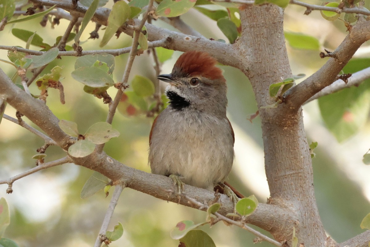 Sooty-fronted Spinetail - ML644666440