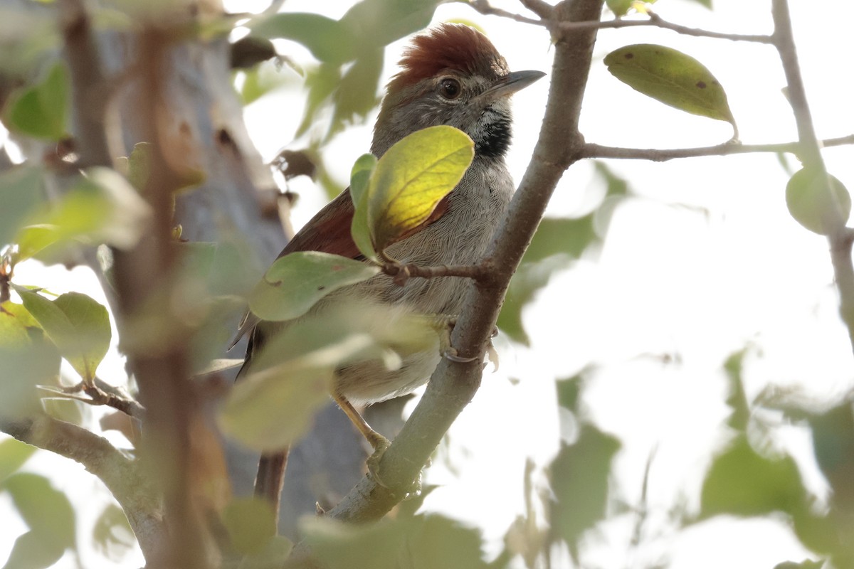 Sooty-fronted Spinetail - ML644666441