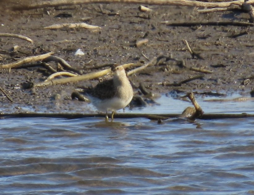 Pectoral Sandpiper - ML644666450
