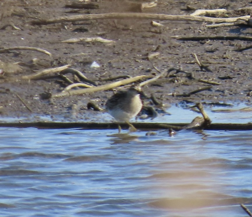 Pectoral Sandpiper - ML644666451