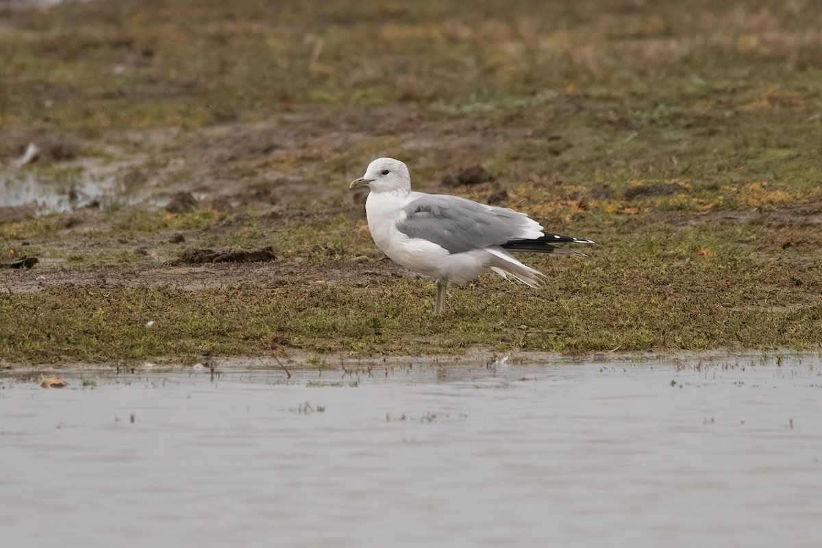 Common Gull - ML644666456