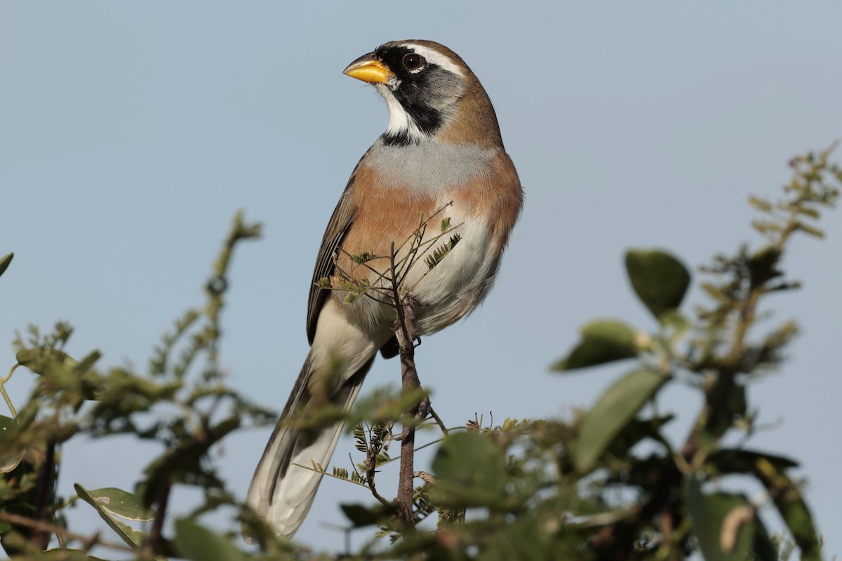 Saltator du Chaco - ML644666464