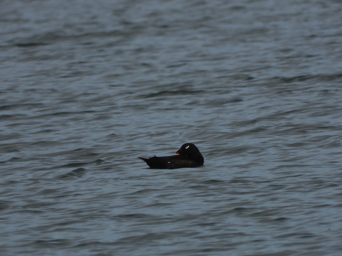 White-winged Scoter - ML644666470