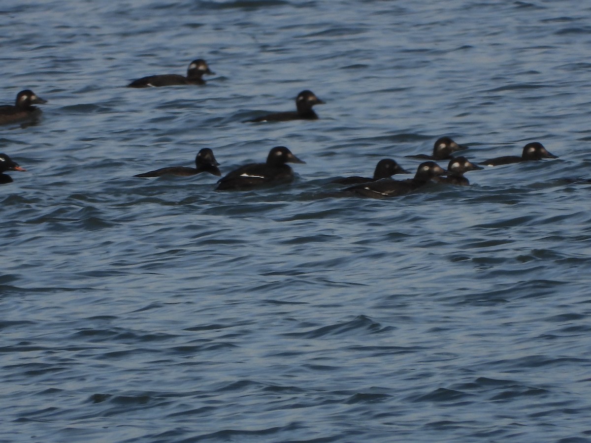White-winged Scoter - ML644666472