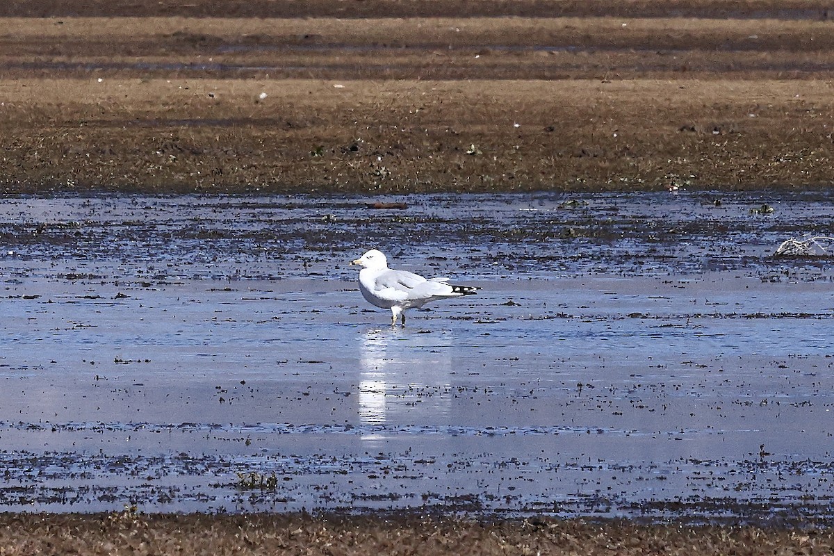 Ring-billed Gull - ML644666482