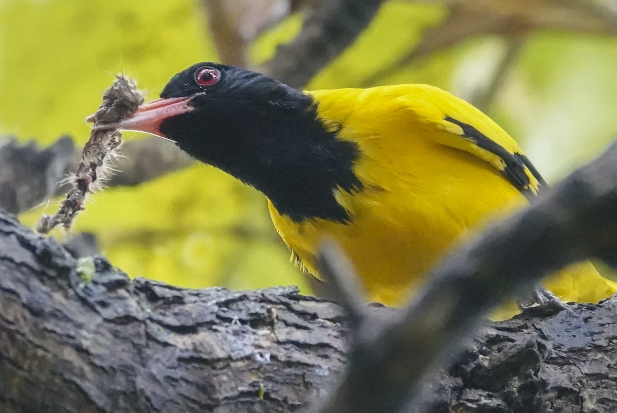 Black-hooded Oriole - ML644666490