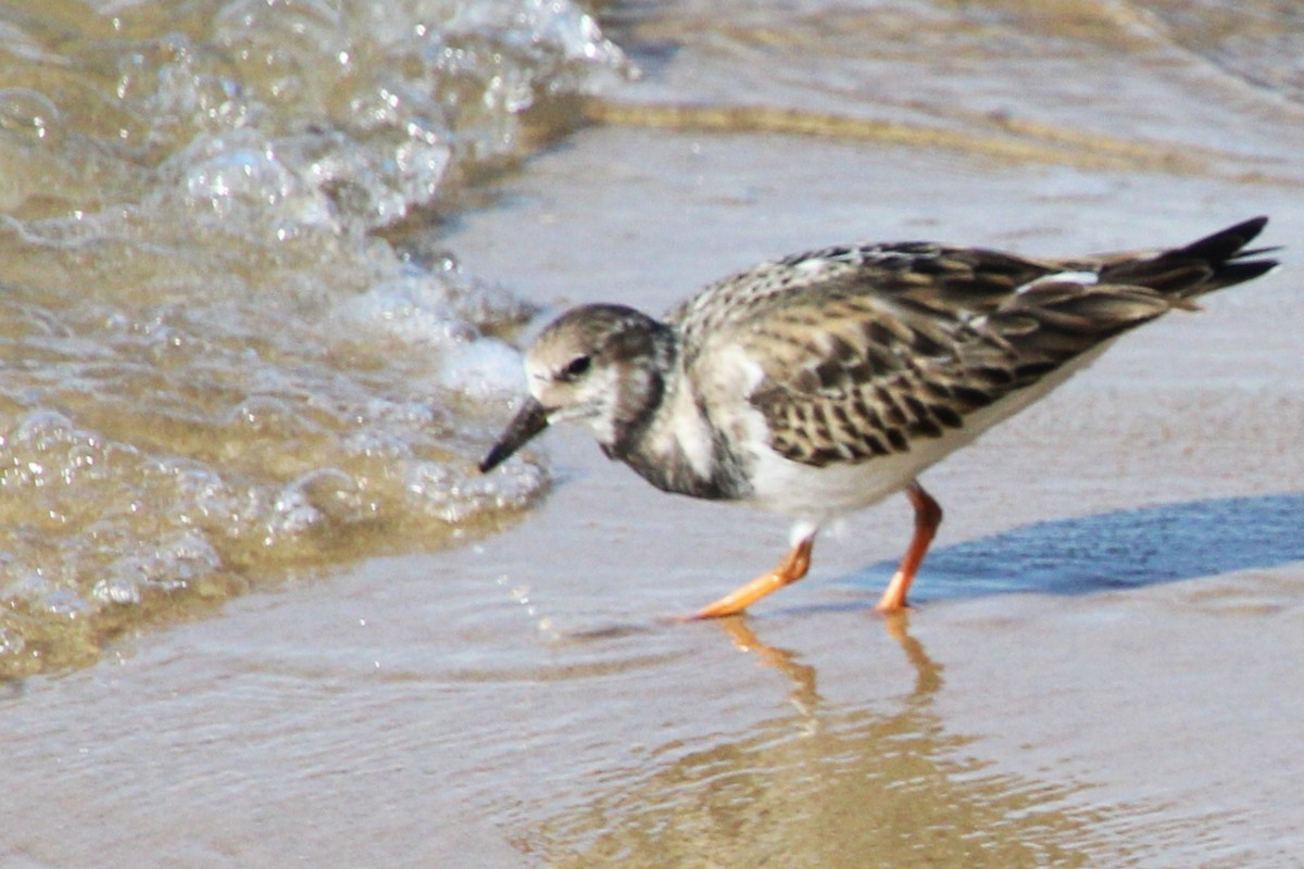 Ruddy Turnstone - ML644666492