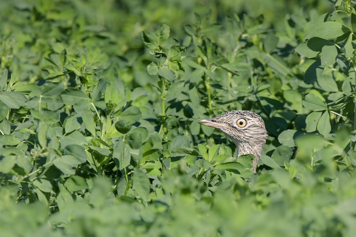 drop malý - ML644666493