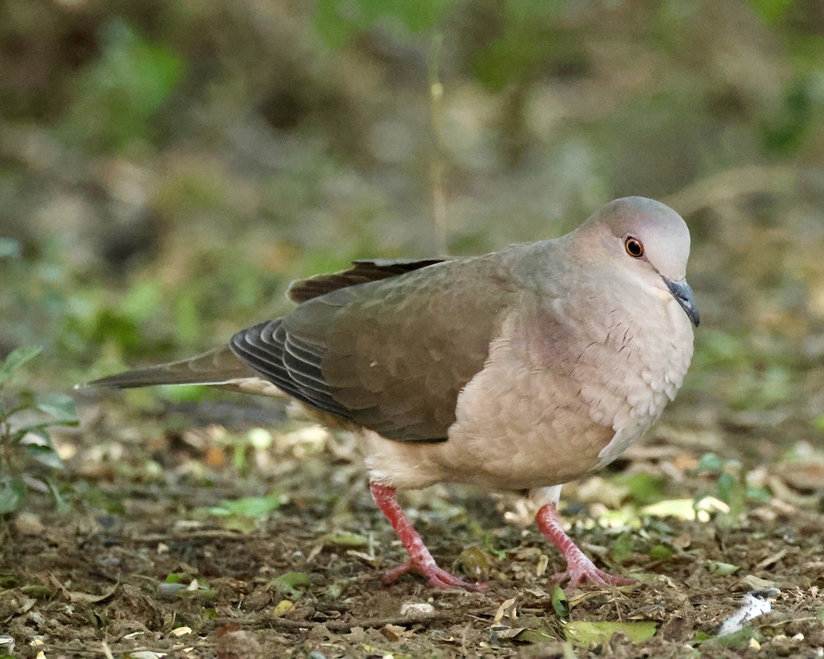 White-tipped Dove - ML644666496