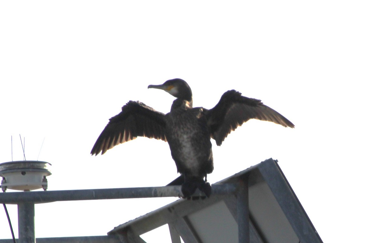 Great Cormorant - ML644666502