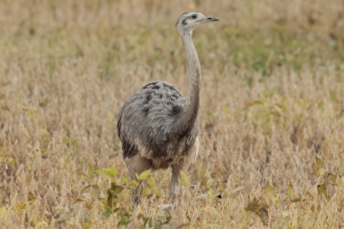 nandu pampový - ML644666504