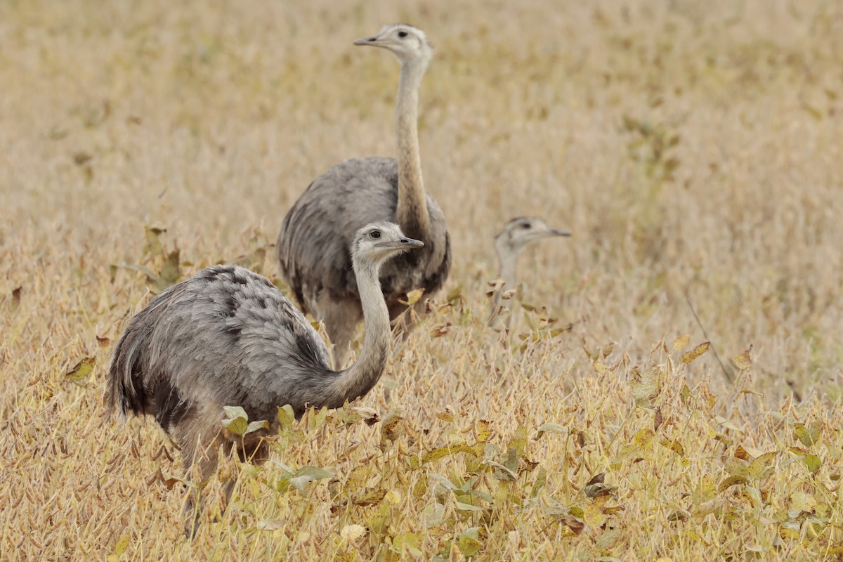 nandu pampový - ML644666505