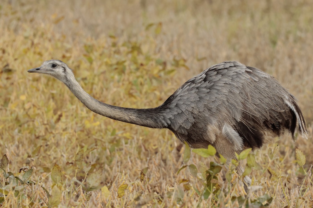 nandu pampový - ML644666506