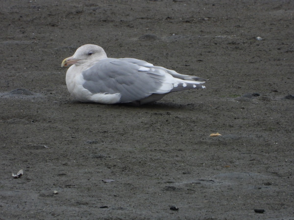 Glaucous-winged Gull - ML644666509