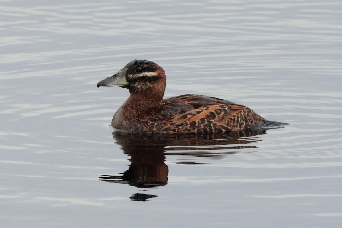 maskeand - ML644666511