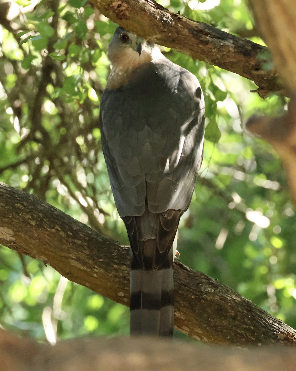 Cooper's Hawk - ML644666517