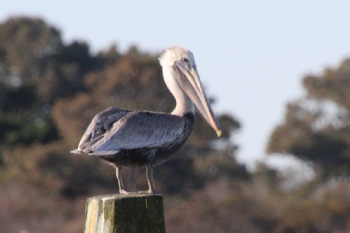 Brown Pelican - ML644666519