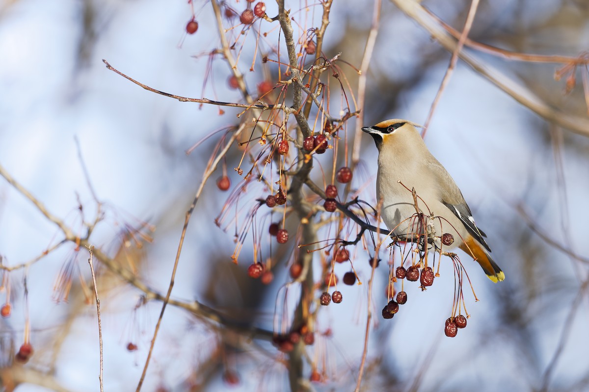 Bohemian Waxwing - ML644666520