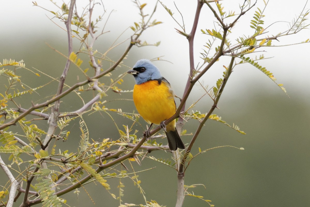 Blue-and-yellow Tanager - ML644666522