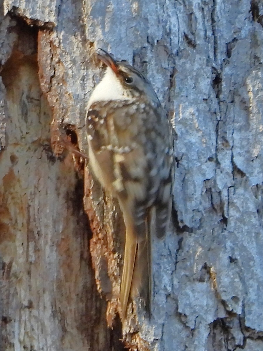 Brown Creeper - ML644666526