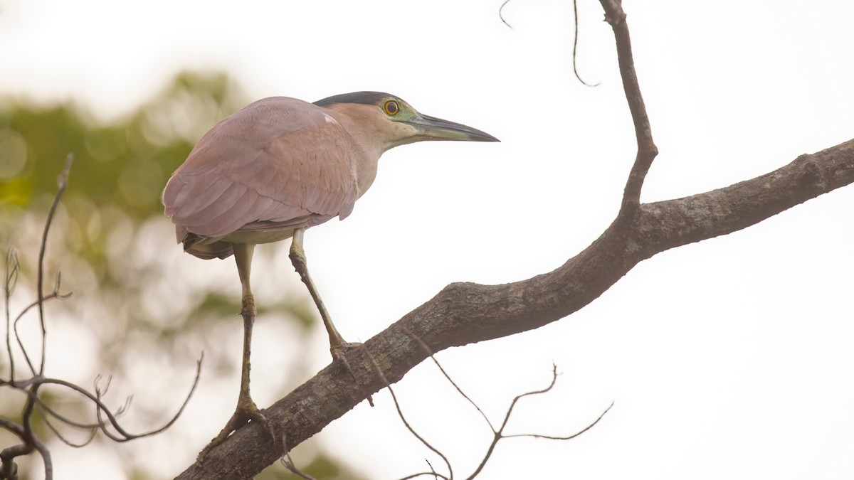 Nankeen Night Heron - ML644666530