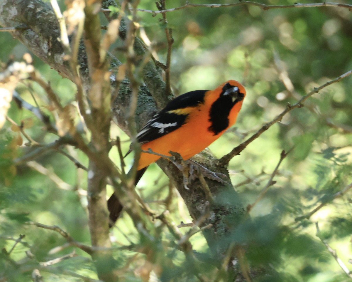 Altamira Oriole - ML644666531