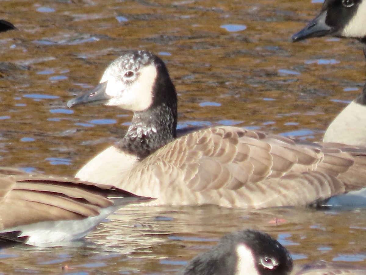 Canada Goose - ML644666538