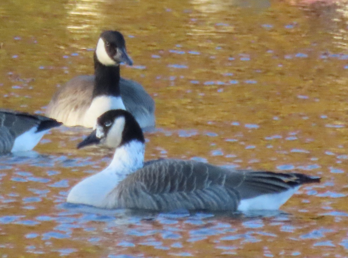 Canada Goose - ML644666539
